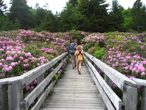 This Enchanting Rhododendron Festival In Tennessee Is All You Need For Spring
