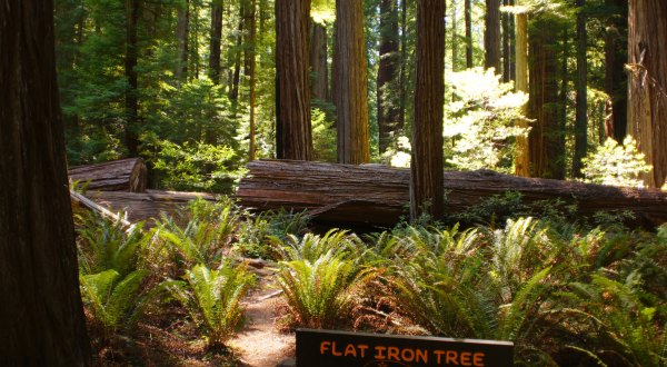 The Ancient Forest In Northern California That’s Right Out Of A Storybook
