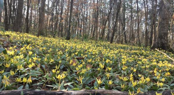 This One Natural Preserve in Georgia Is An Unknown Slice of Paradise Worth Exploring