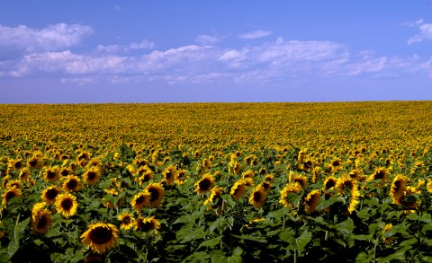 Most People Don't Know About These Magical Sunflower Fields Hiding In North Dakota