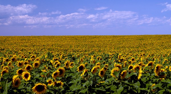 Most People Don’t Know About These Magical Sunflower Fields Hiding In North Dakota