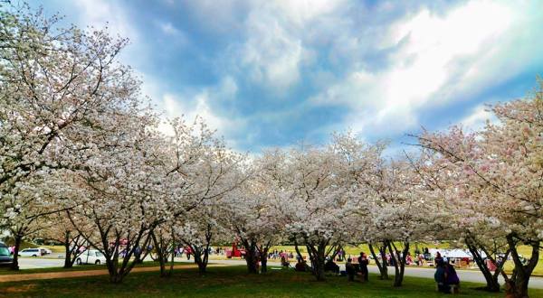 This Enchanting Cherry Blossom Festival In Georgia Is All You Need For Spring