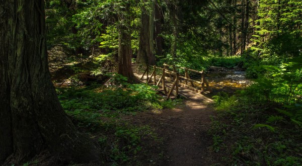The Ancient Forest In Idaho That’s Right Out Of A Storybook
