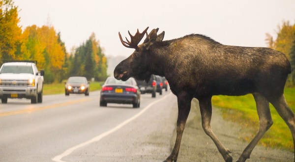 Only In Alaska Does Recycled Roadkill Gets Turned Into A Finger-Licking Good Meal
