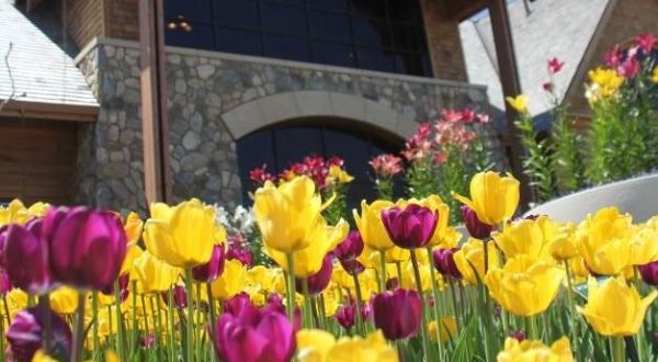 This Enchanting Tulip Festival In South Dakota Is All You Need For Spring