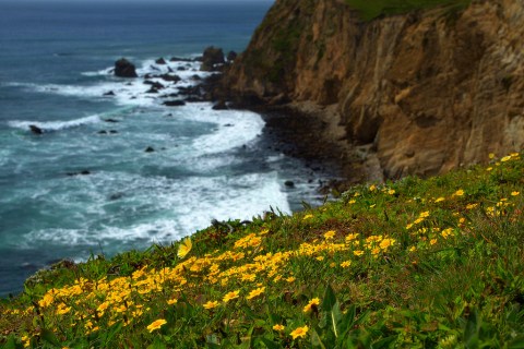 This Easy Wildflower Hike In Northern California Will Transport You Into A Sea Of Color