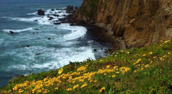 This Easy Wildflower Hike In Northern California Will Transport You Into A Sea Of Color