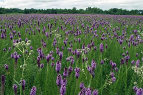 The Beautiful Blazing Star Field Hiding In Plain Sight In Arkansas That You Need To Visit