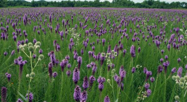 The Beautiful Blazing Star Field Hiding In Plain Sight In Arkansas That You Need To Visit