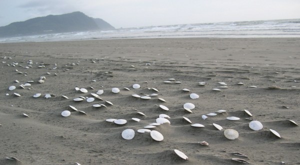 The Amazing Sand Dollar Beach Every Oregonian Will Want To Visit