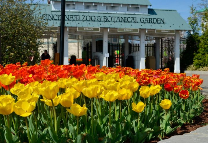Tulip Festival in Cincinnati - Zoo Blooms
