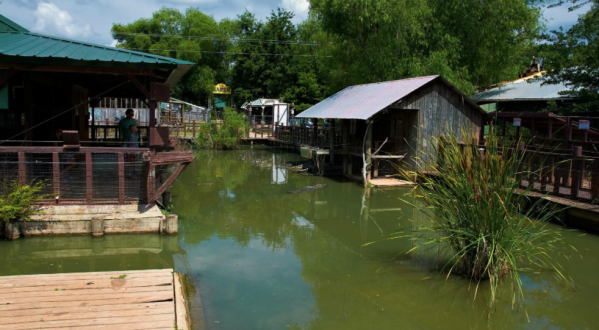 Everyone Should Visit This Incredible Alligator Park In Louisiana At Least Once
