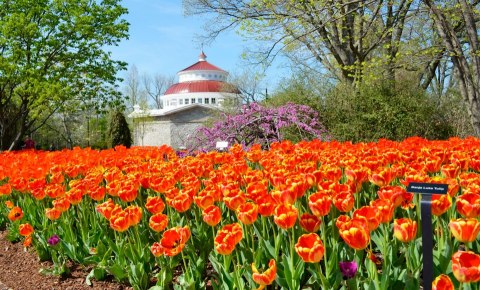 This Enchanting Tulip Festival In Cincinnati Is All You Need For Spring
