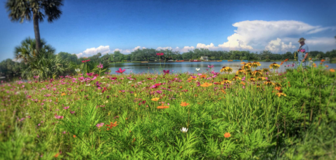 The Fields of Flowers At This New Orleans Park Must Be Seen To Be Believed