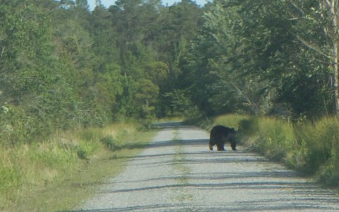 This One Of A Kind Bear Safari In North Carolina Is The Coolest Day Trip You'll Take This Year