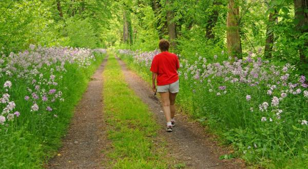 This Easy Wildflower Hike In Maryland Will Transport You Into A Sea Of Color