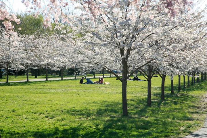 cherry blossom festival philadelphia