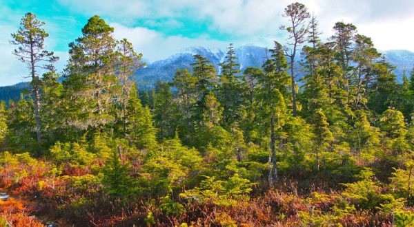 The Ancient Forest In Alaska That’s Right Out Of A Storybook