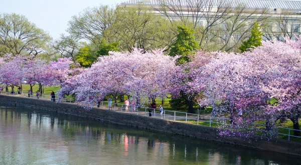 D.C.’s Cherry Blossom Peak Bloom Date Pushed Back By 10 Days Thanks To Winter Weather