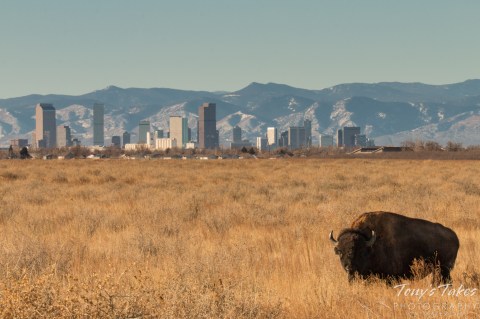 The Massive Wildlife Refuge Just Outside Of Denver That's So Worth A Visit