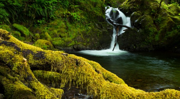 The Ancient Forest In Washington That’s Right Out Of A Storybook