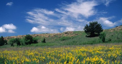 This Easy Wildflower Hike In Oklahoma Will Transport You Into A Sea Of Color