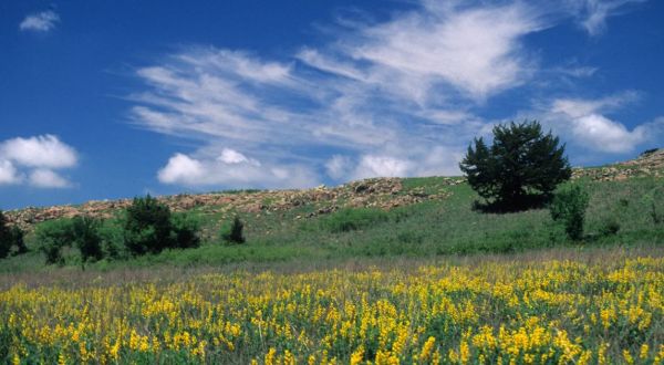 This Easy Wildflower Hike In Oklahoma Will Transport You Into A Sea Of Color