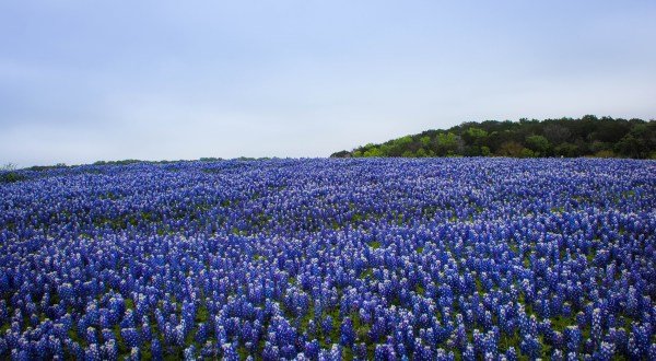 This Easy Wildflower Hike Near Austin Will Transport You Into A Sea Of Color
