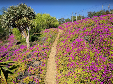 The Hidden Botanic Garden Trail In Southern California That Will Completely Rejuvenate You