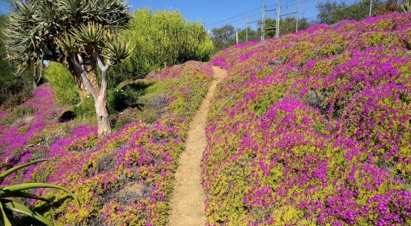 The Hidden Botanic Garden Trail In Southern California That Will Completely Rejuvenate You