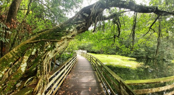 The Ancient Forest In Florida That’s Right Out Of A Storybook
