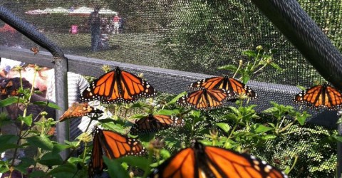 A Visit To This Magical Butterfly Farm In North Carolina Is All You Could Ever Imagine
