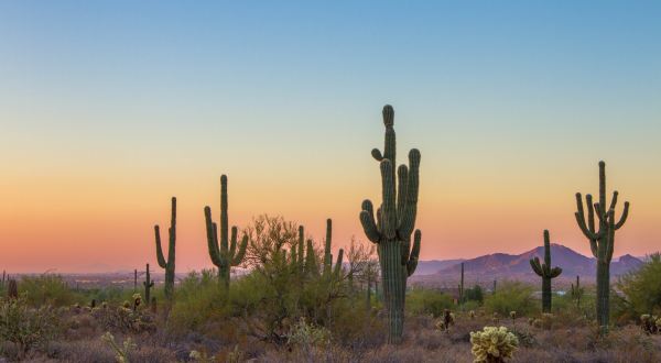 So Many People Are Stealing Cacti In Arizona, They’re Being Microchipped And Tracked