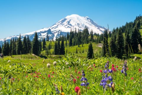 This Easy Wildflower Hike In Washington Will Transport You Into A Sea Of Color