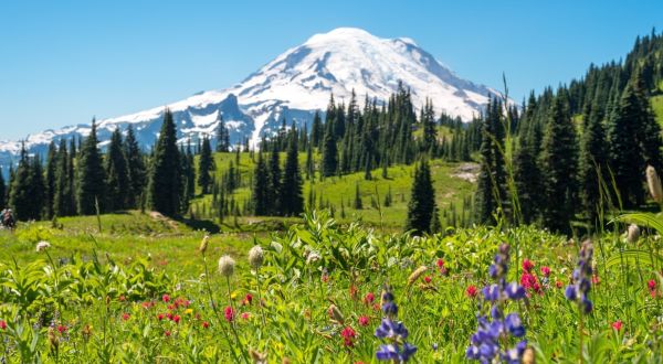 This Easy Wildflower Hike In Washington Will Transport You Into A Sea Of Color