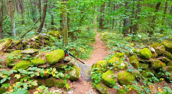 The Ancient Forest In Massachusetts That’s Right Out Of A Storybook