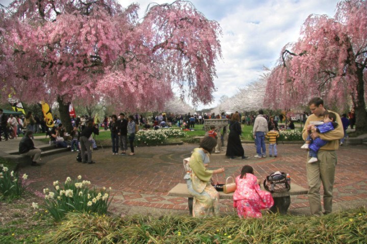 cherry blossom festival philadelphia