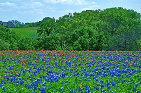 This Easy Wildflower Hike In Texas Will Transport You Into A Sea Of Color
