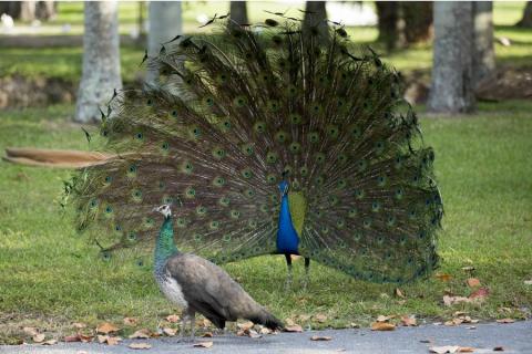 Most People Don't Know This Enchanting Peacock Park In Florida Exists