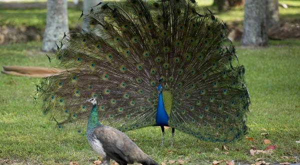 Most People Don’t Know This Enchanting Peacock Park In Florida Exists