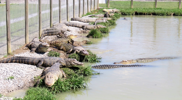 This Family-Friendly Gator Farm Is So Perfectly New Orleans
