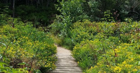 The Secret Garden Hike In North Carolina Will Make You Feel Like You’re In A Fairytale