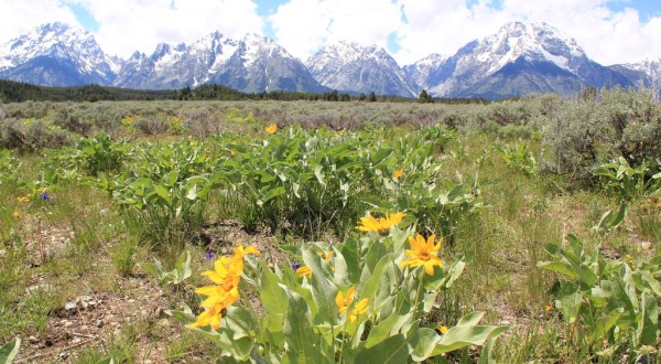 These Are The Best Spots In Wyoming To See Spring Come Alive