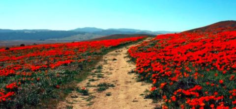 The One U.S. Wildflower Hike That Will Whisk You Away Into A Sea Of Color