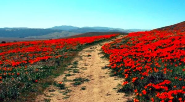The One U.S. Wildflower Hike That Will Whisk You Away Into A Sea Of Color
