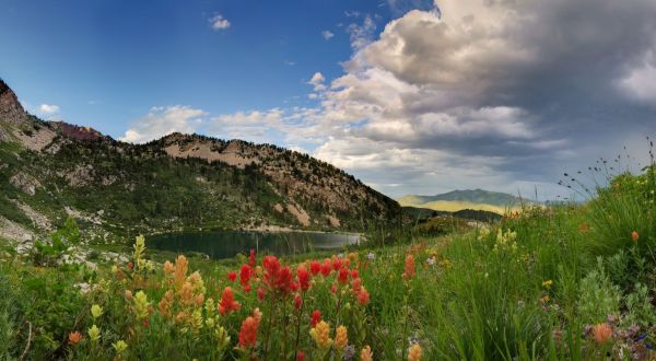 This Easy Wildflower Hike In Utah Will Transport You Into A Sea Of Color