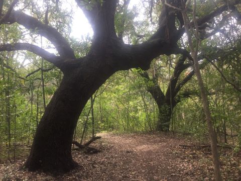 8 Totally Kid-Friendly Hikes In Austin That Are 1 Mile And Under