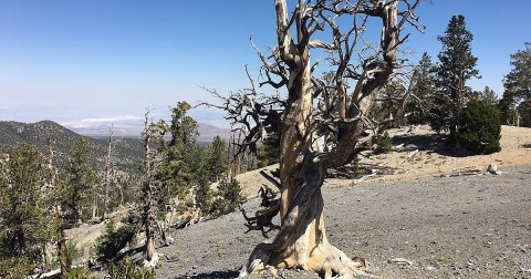This Hike To Nevada's Oldest Living Tree Should Be On Every Nevadan's Bucket List