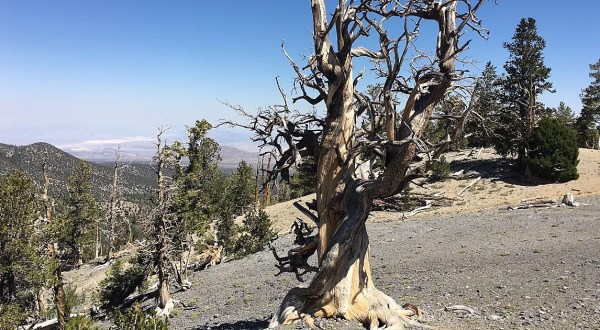 This Hike To Nevada’s Oldest Living Tree Should Be On Every Nevadan’s Bucket List