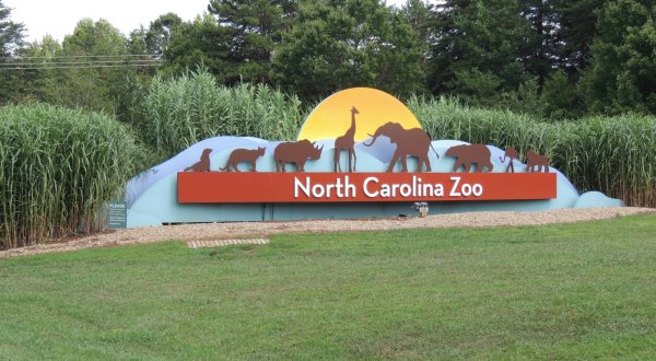 As The World’s Largest Zoo, It’s Time To Plan A Visit To The North Carolina Zoo
